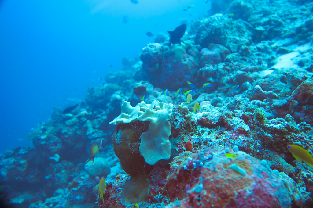 Maldives Sealife 