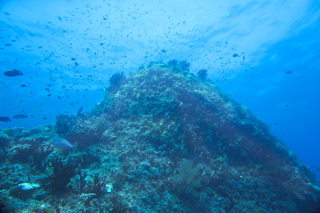 Maldives Reefs 