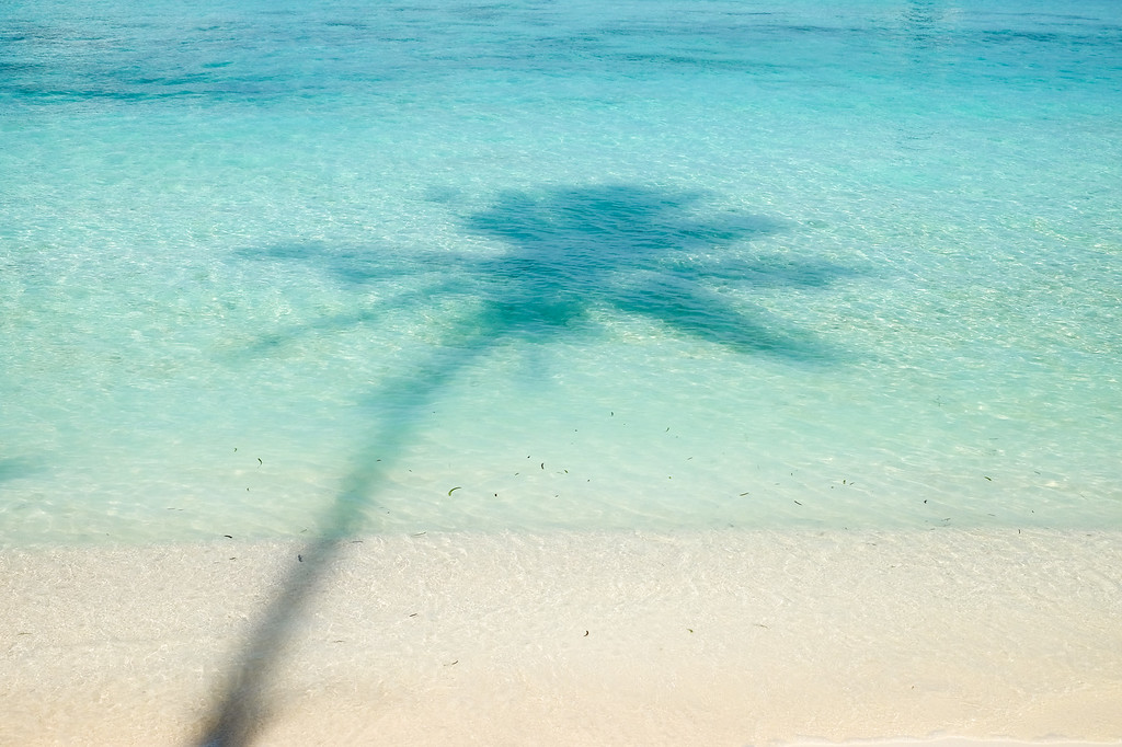 Palm Tree Shadow 